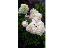 IMG 20170909 110601.jpg