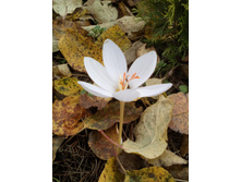 IMG 20171018 133618.jpg