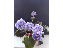 ��� ������ ����