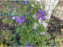 ������ ������, � ��� ���� ���������� � ����