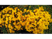 IMG 20170918 0826021.jpg