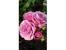 �������� ���