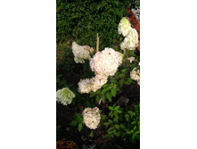 IMG 20170914 081733.jpg