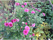 ���������� �� �������( �������)