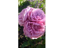 �������� ���