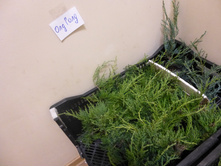 ������������ ������� ��� ����