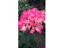 IMG 20170925 132152.jpg