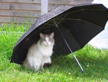 ��� ��� ������