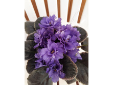 �� ��������