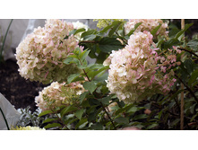 �������� �������