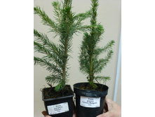 ��� ������� ������ � ������ �������