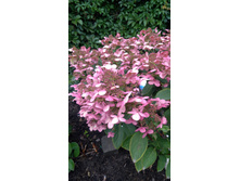 �������� (��������� ����������� ���� ���������?)