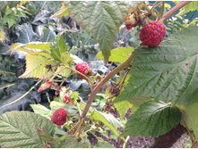 �������� ���� ������ �������� �������