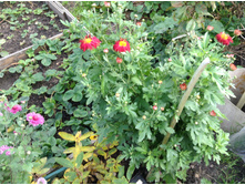 ���������� �� ������� ( �������).