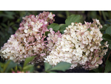 �������� ��������