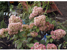 ������ �����