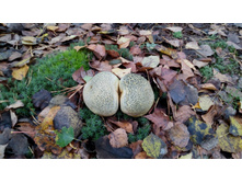 IMG 20171007 105719.jpg