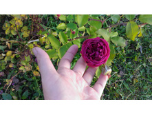 P 20171008 155205.jpg