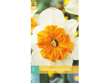 306.300, ������� (Narcissus) Parisienne, 5 �� � ��������, 213���, 2�� — �����.jpg