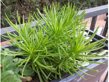 ���������� (�������) ������� - Senecio Himalaya - 300- 350 ���.