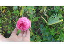 P 20171008 155237.jpg