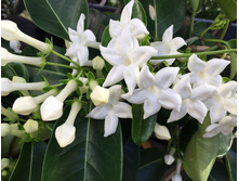 ����������- ������ ��������