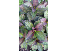 IMG 20170916 105504.jpg