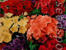 ����� ��������� ������ 0,25� ��� ��� �� 8,50 ���.[���.��000005221]