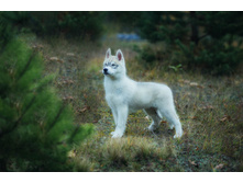 ����� ���� ���� ������