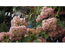 ������ �����