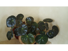 ������� 200 ���.