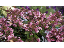 �������� (��������� ����������� ���� ���������?)