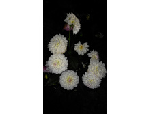 �������� "������"- 50 ������