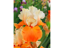 ���� ���������� ������� �������