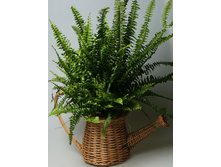 ����� ����� 916701 250�.jpg