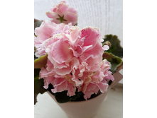 �� ��������