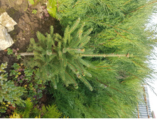 ��� ������� Santa Fe  275+%