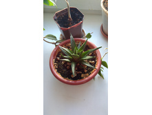 P 20171022 145201.jpg