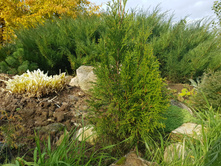 ��� �������� Brabant  �3   275+% ������� �������� ��������.