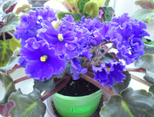 �� - ����� ����