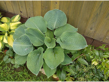 ����� �������