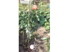 20170821 082137.jpg