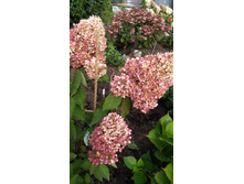 IMG 20170925 132042.jpg