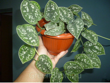 ���������� ������ (Scindapsus pictus)