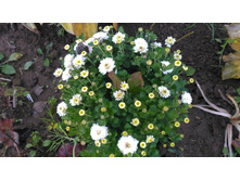 P 20171008 155040.jpg