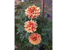 �������� "���������"-�����������