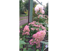 ��������� ������ �����