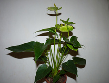 ��������. ���� � ��̣���� �������.