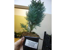 ����������� ����������