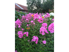 IMG 20170811 194154.jpg